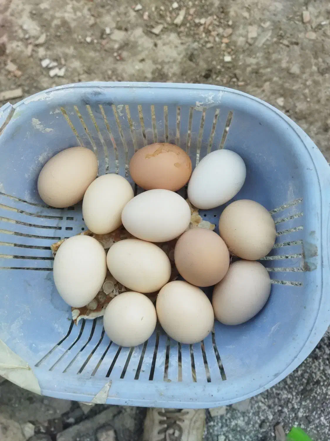 اوردک خارجی مرغ و خروس تخم گذار|حیوانات مزرعه|شیرگاه, |دیوار