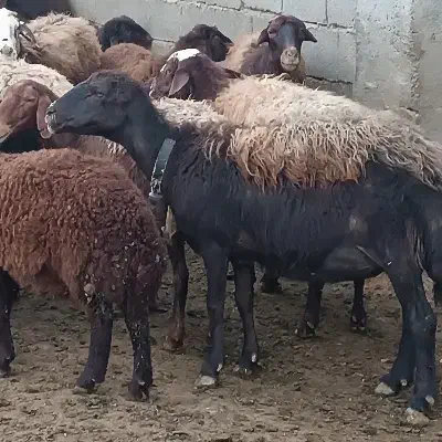 100راس میش افشاری فروش یا معاوضه|حیوانات مزرعه|شیراز, گلستان|دیوار