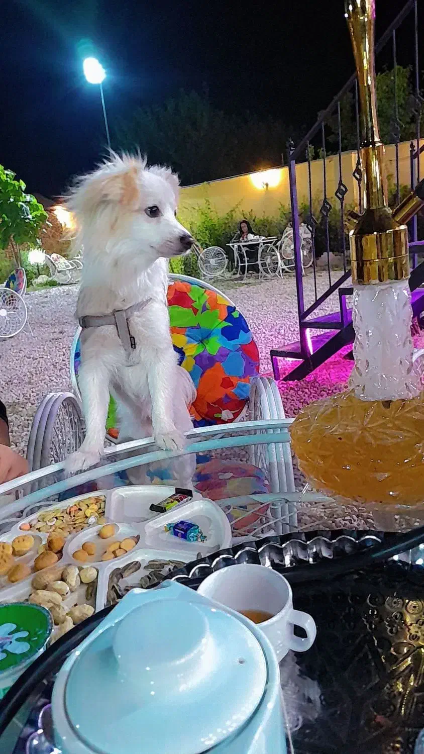 اشپیتز|سگ|بجنورد, |دیوار