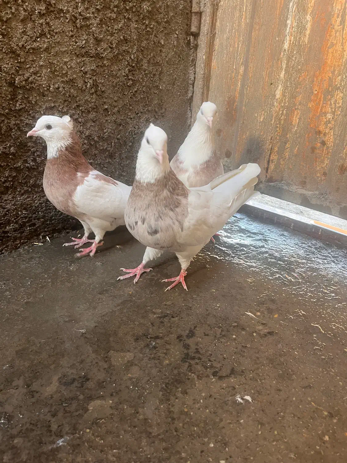 طوقی هفترنگ|پرنده|شاهرود, |دیوار