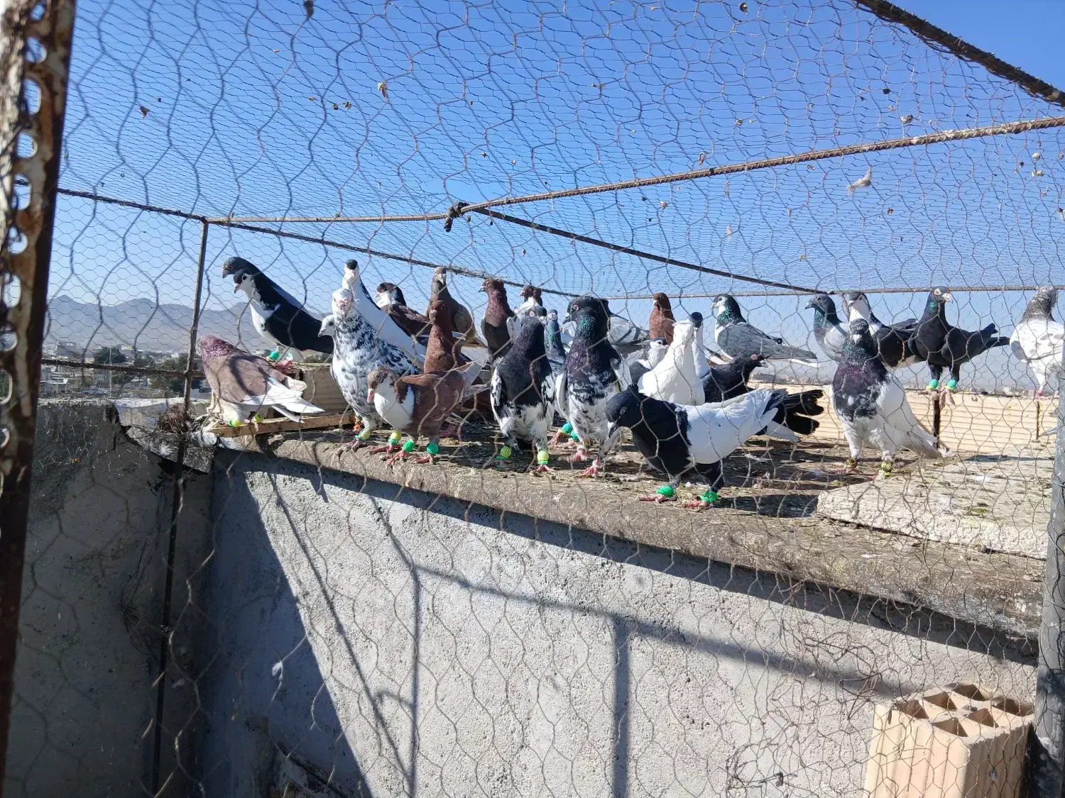 کبوتر پرشی|پرنده|تربت‌حیدریه, ۴۵ متری|دیوار