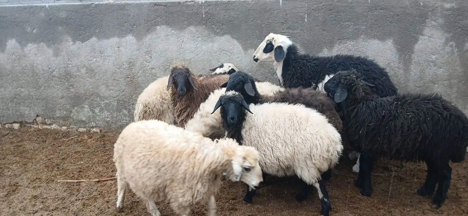 بره سبک کیلویی|حیوانات مزرعه|مهریز, |دیوار