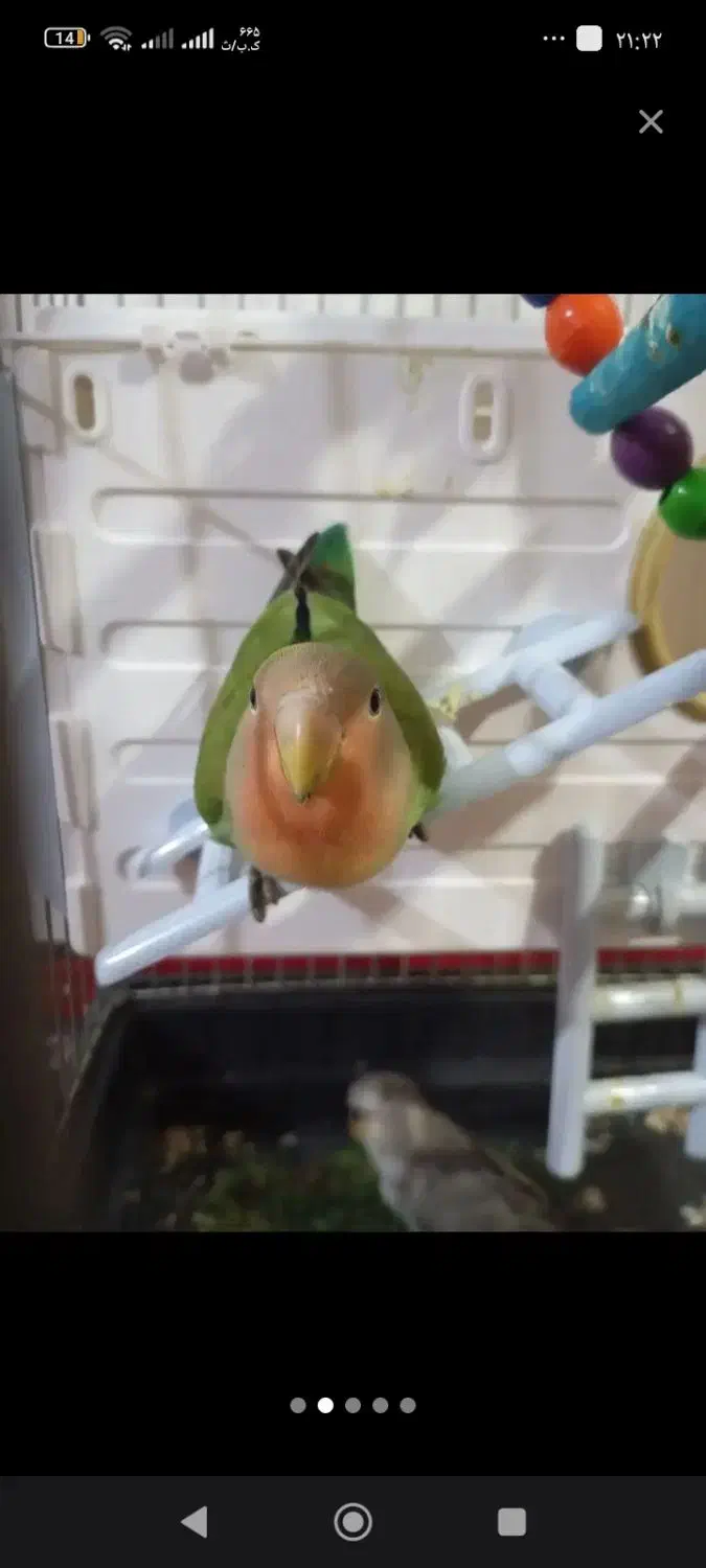 طوطی برزیلی رام|پرنده|سقز, |دیوار