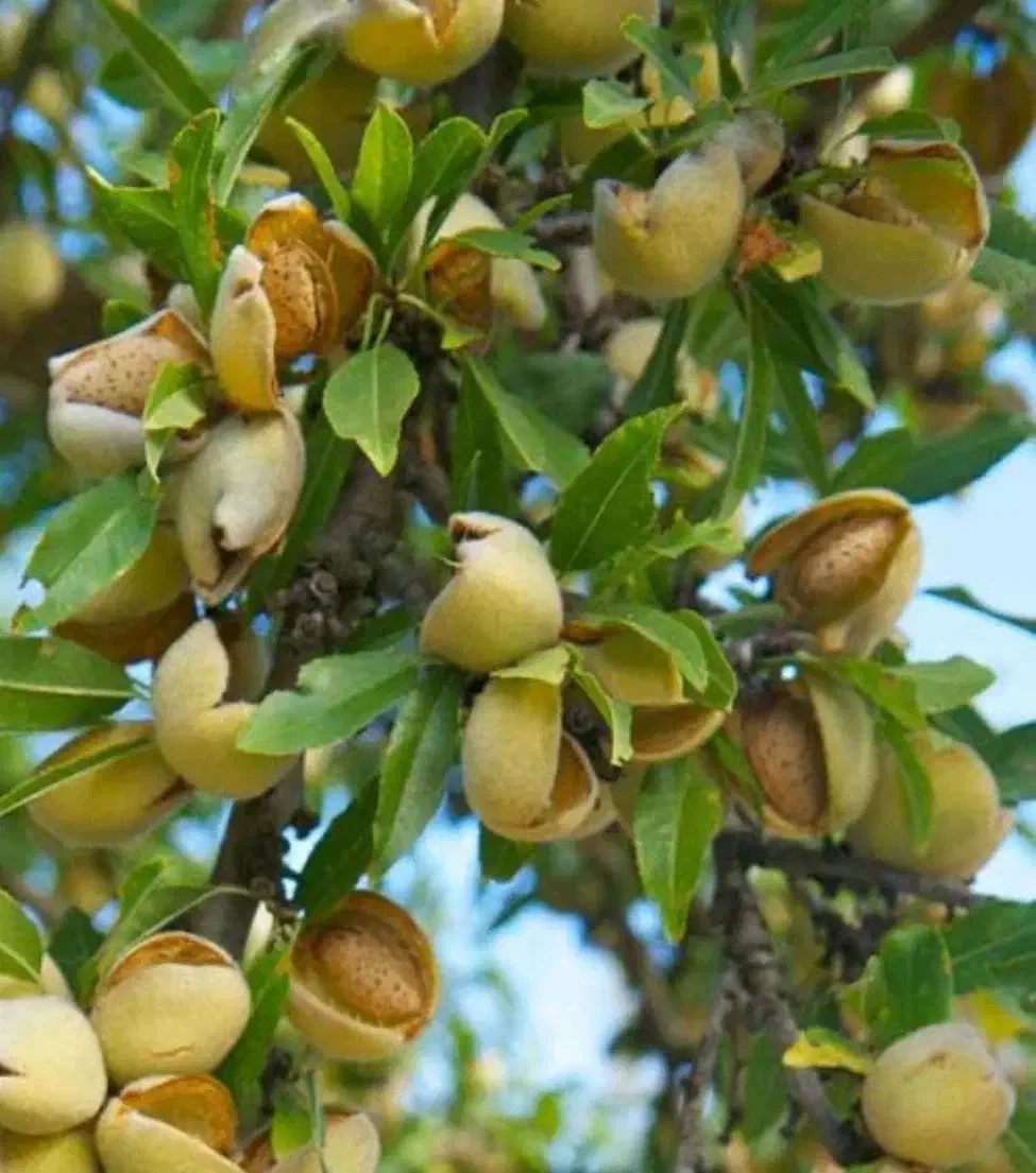 سالن کار قلیان زن در فرحزاد|استخدام خدمات فروشگاه و رستوران|تهران, فرحزاد|دیوار