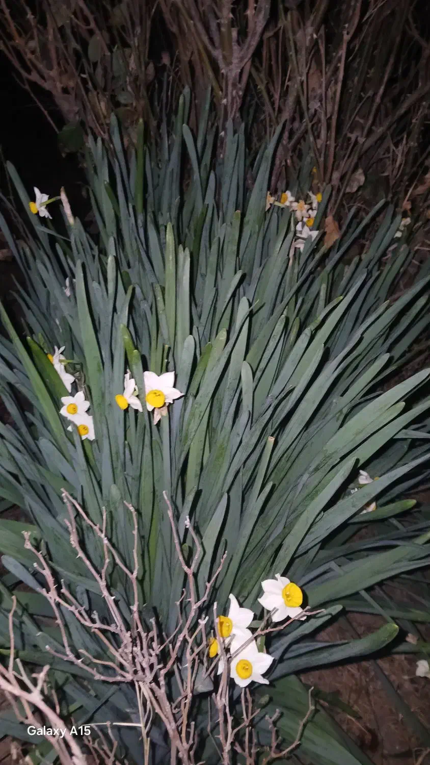 پیازچه گل نرگس|گل و گیاه طبیعی|گنبد کاووس, |دیوار