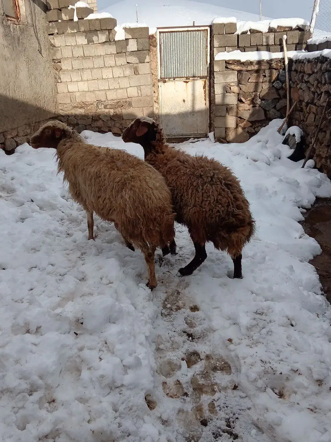 دوتا گوسفند داشتی|حیوانات مزرعه|سارال, |دیوار