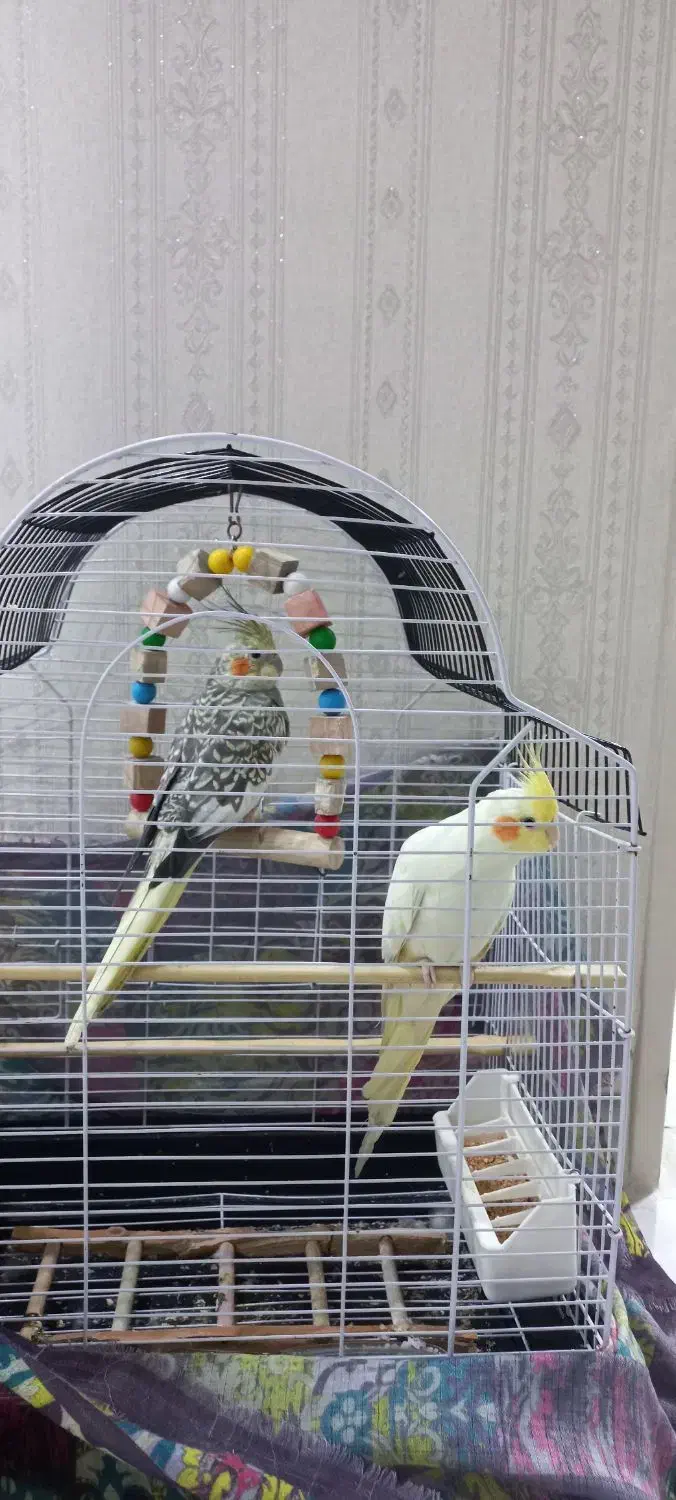 عروس|پرنده|رباط‌کریم, رباط‌کریم|دیوار