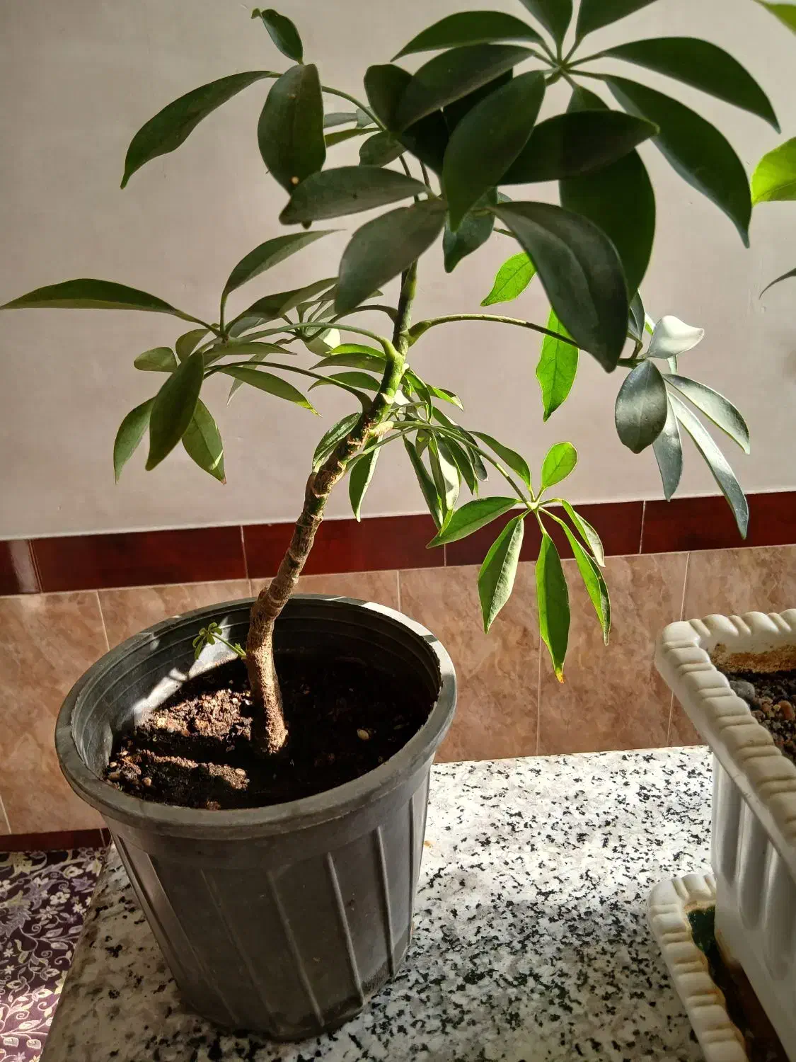 گل پنج برگ|گل و گیاه طبیعی|میاندوآب, |دیوار