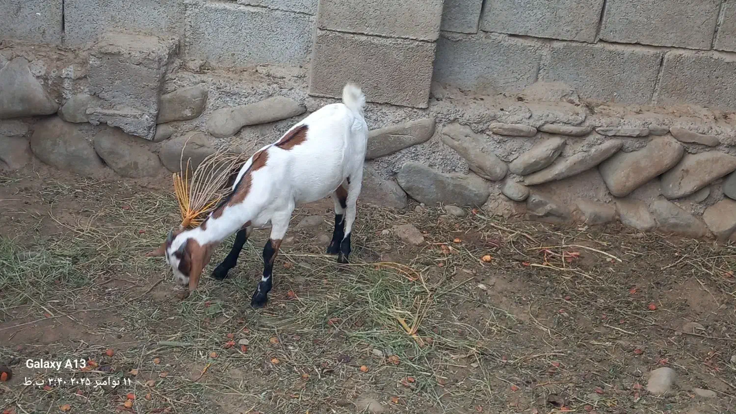 فروش کهره|حیوانات مزرعه|میناب, |دیوار