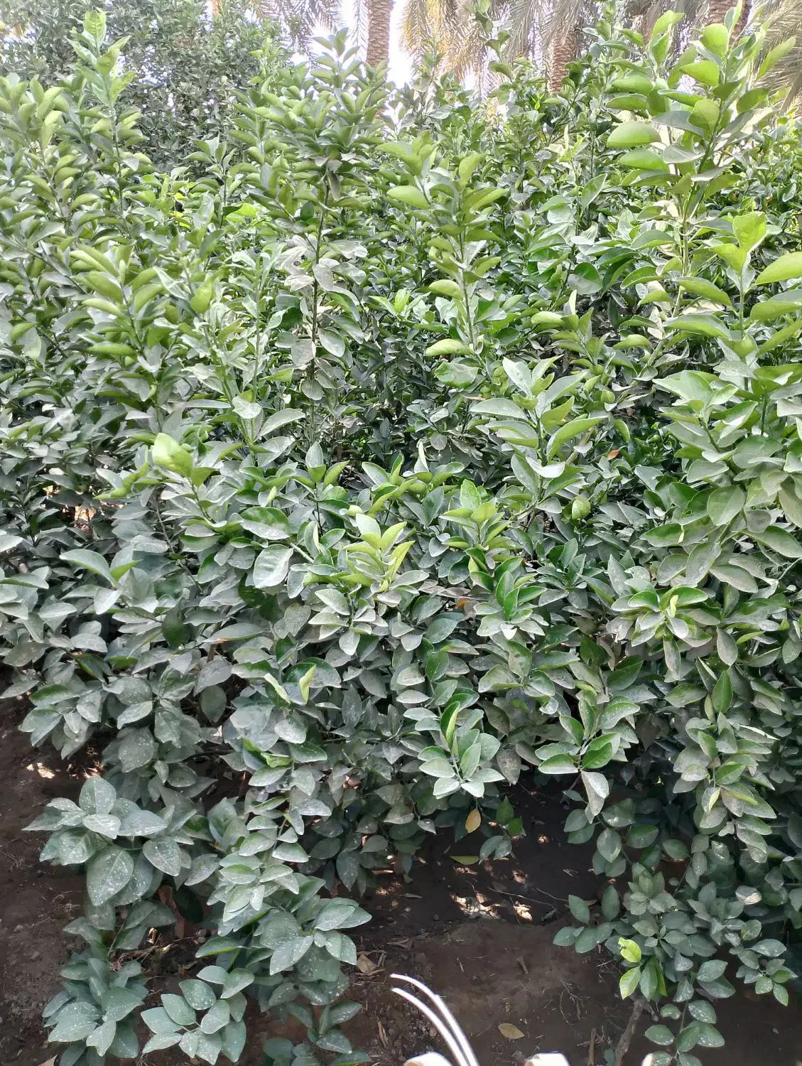 فروش نهال پرتقال محلی|خدمات باغبانی و درختکاری|عنبرآباد, |دیوار