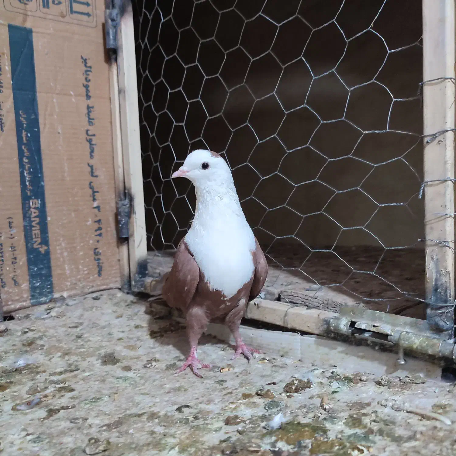 سرخ کله سفید|پرنده|سبزوار, جوادیه غربی|دیوار