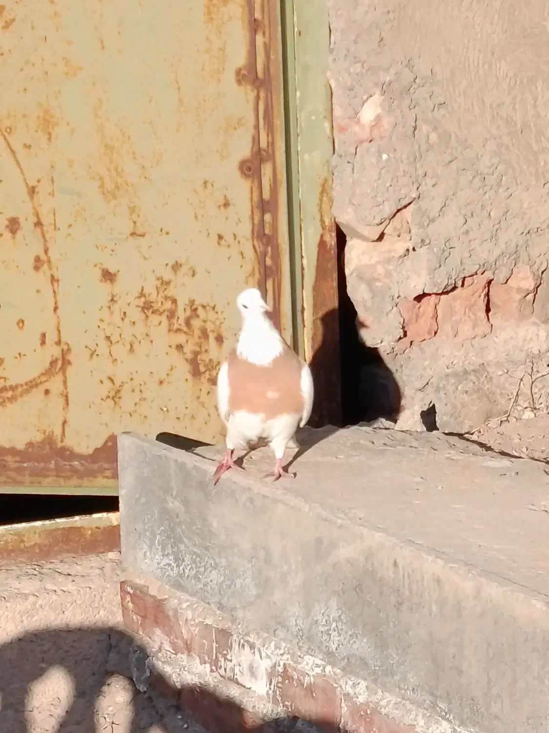 کبوتر|پرنده|تبریز, |دیوار