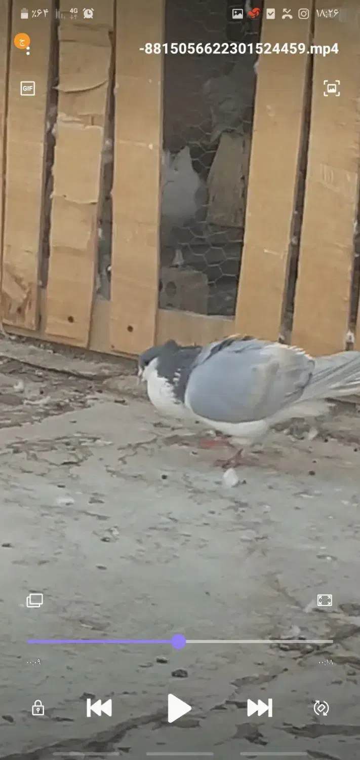 دمگیر|پرنده|خمینی‌شهر, |دیوار