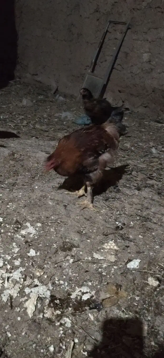 خروس گلین|حیوانات مزرعه|زنجان, |دیوار