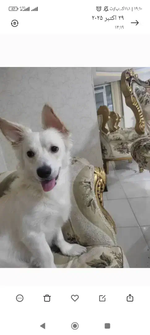 سگ گمشده|سگ|شیراز, شهرک سراج‎|دیوار