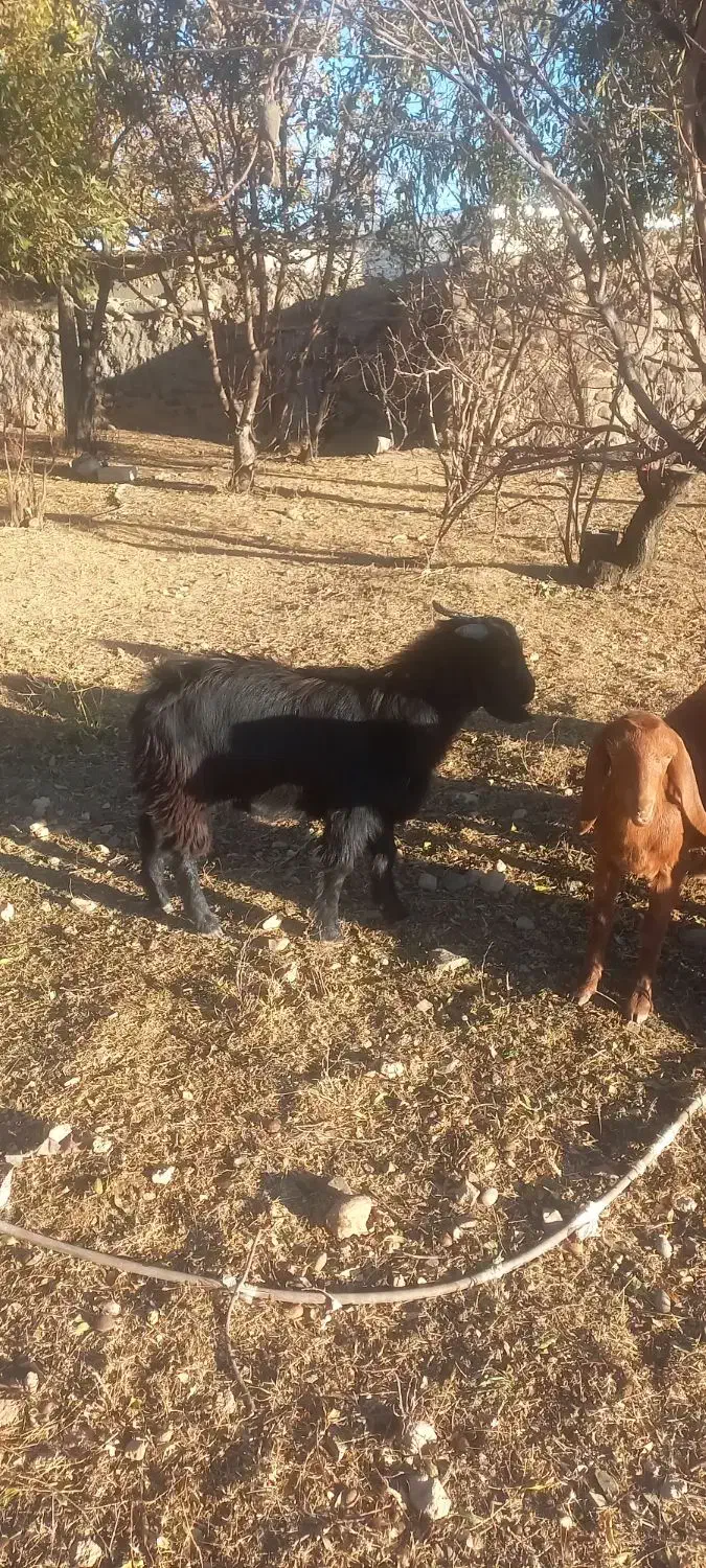 ۱ قوچ ۱ بره نر و ۲ تا بز نر فروشی|حیوانات مزرعه|ایجرود, |دیوار