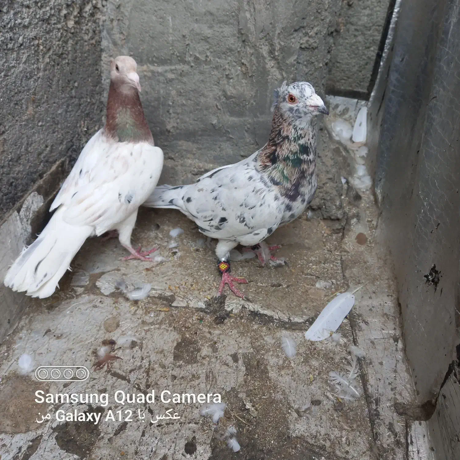 کبوتر پرشی و جفتگاه عطیقه|پرنده|اسفراین, |دیوار