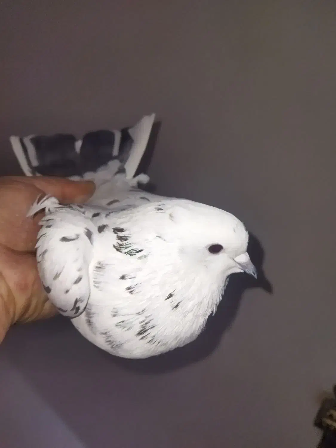 نروماده پرشی باهم500|پرنده|ابهر, |دیوار