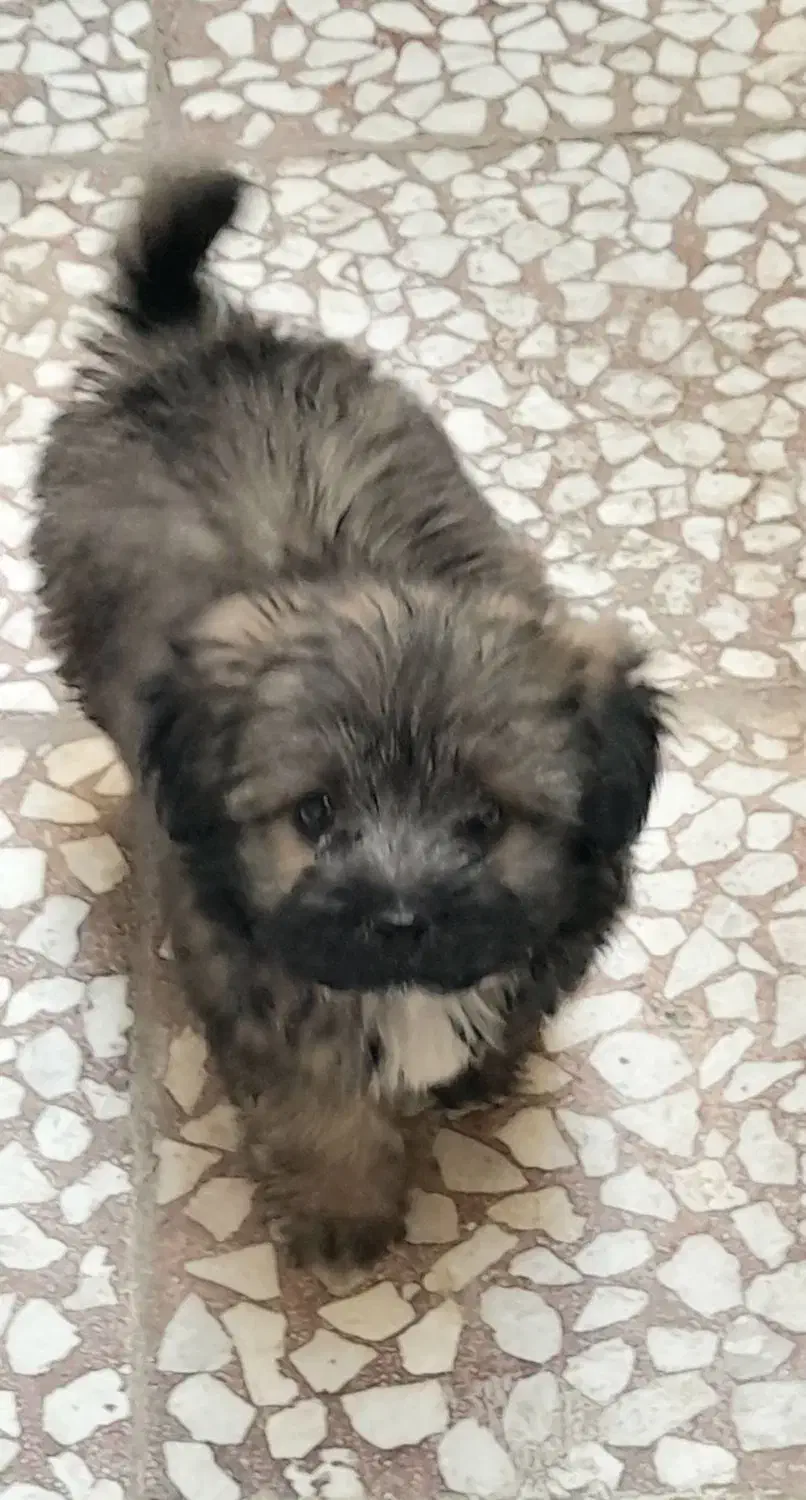 سگ پامر خرسی|سگ|قم, قلعه کامکار|دیوار