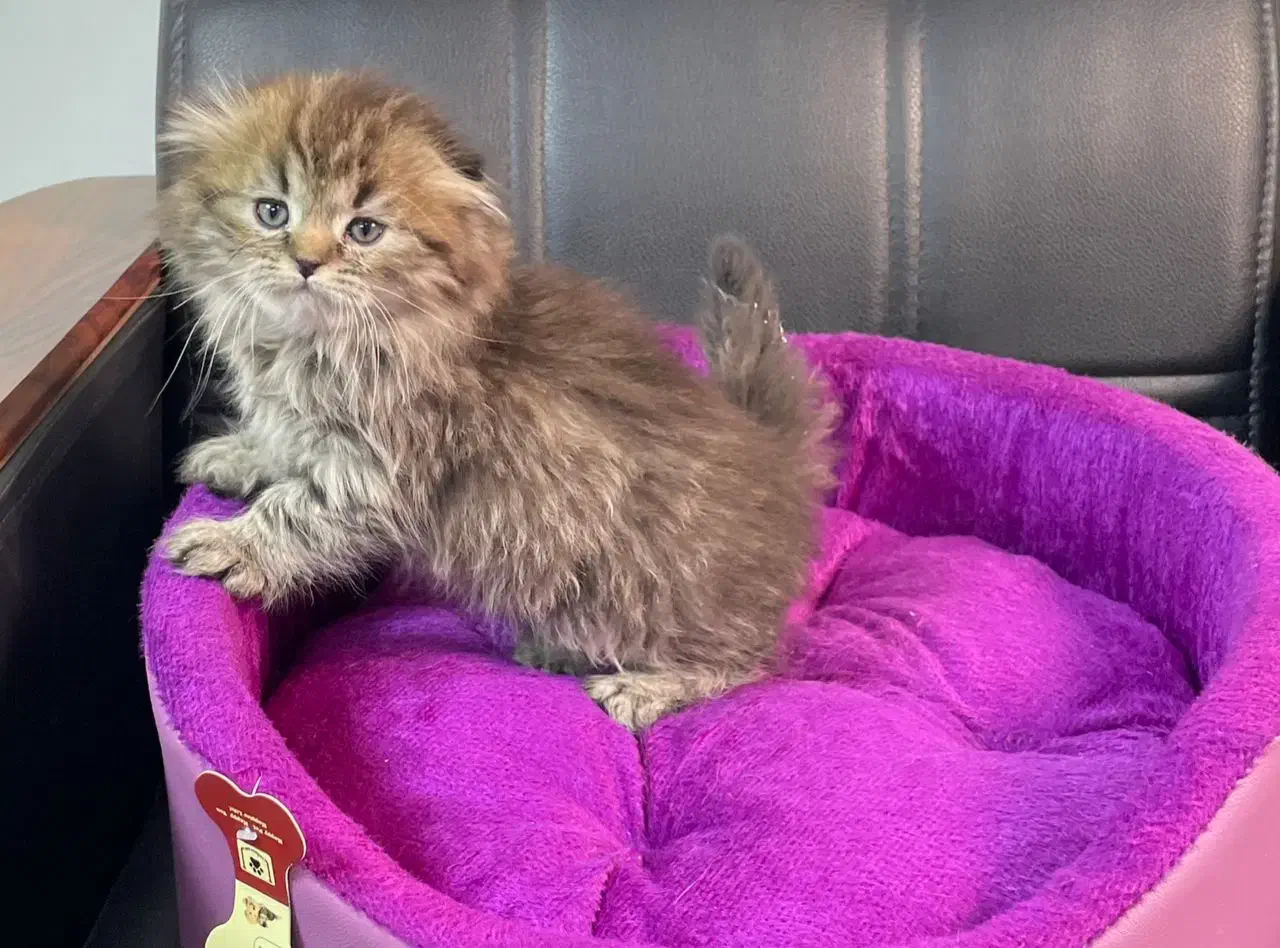 بچه گربه های اشرافی و زیبا|گربه|یزد, |دیوار