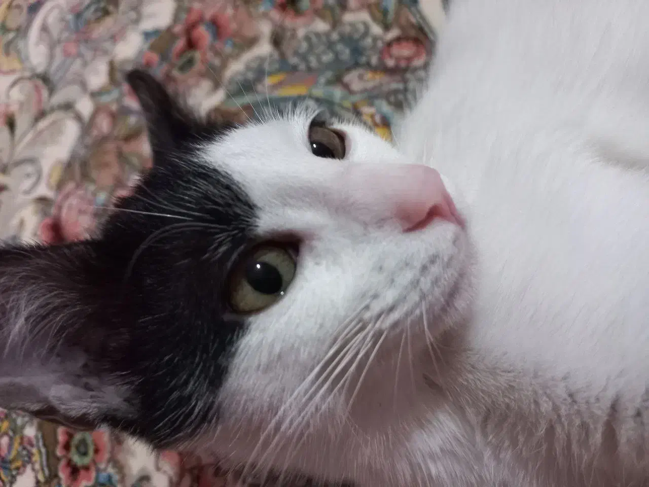 واگذاری گربه|گربه|کرمانشاه, |دیوار