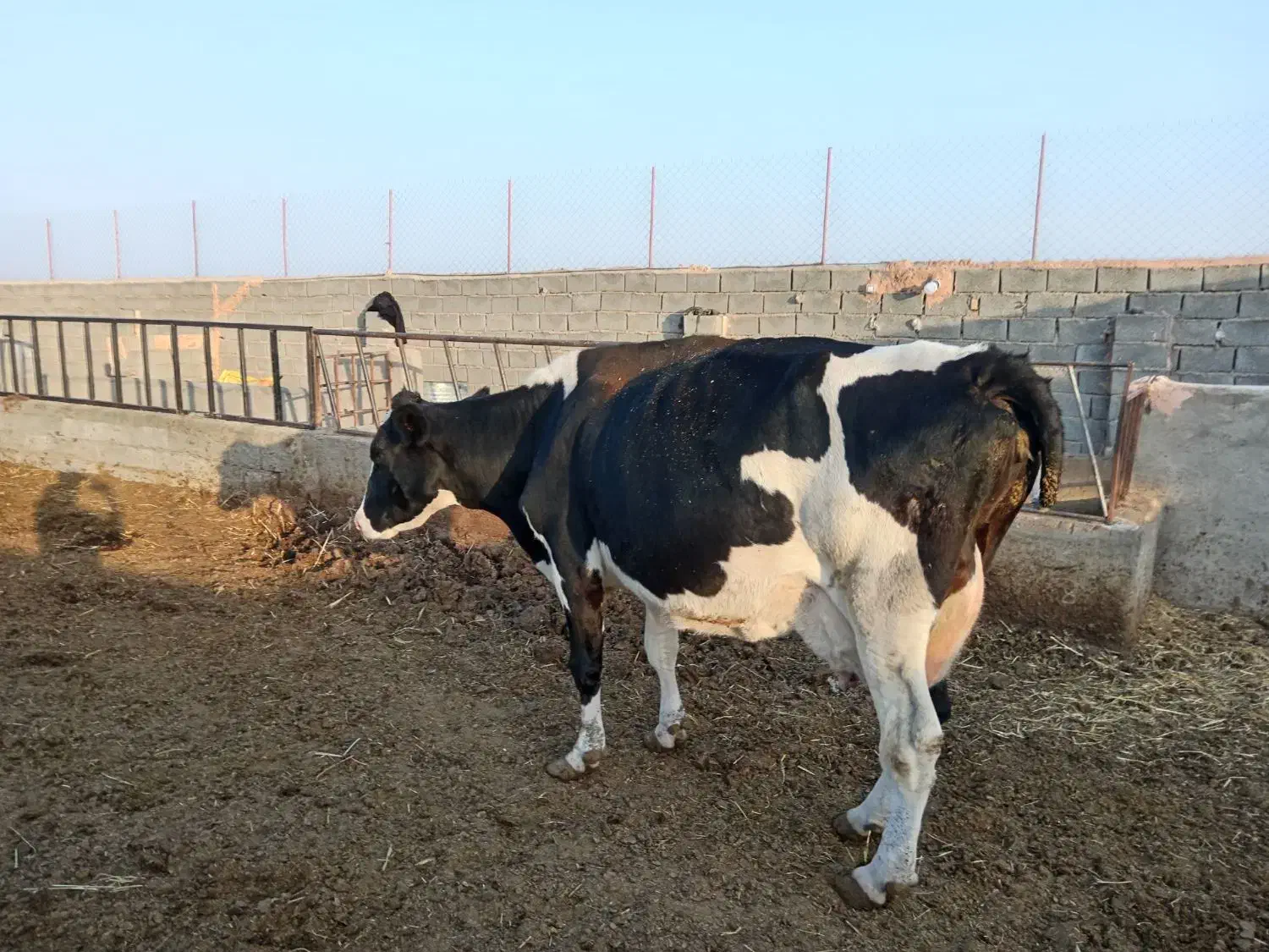 گاو شیری|حیوانات مزرعه|باشتین, |دیوار