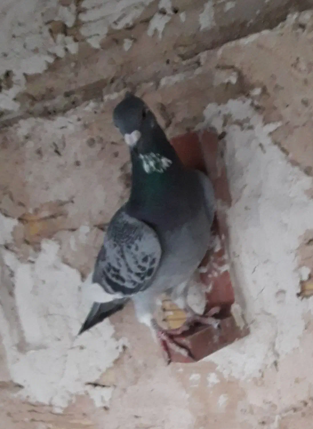 پولک شه پر سفید کاکلی نرغولدور|پرنده|طبس, |دیوار