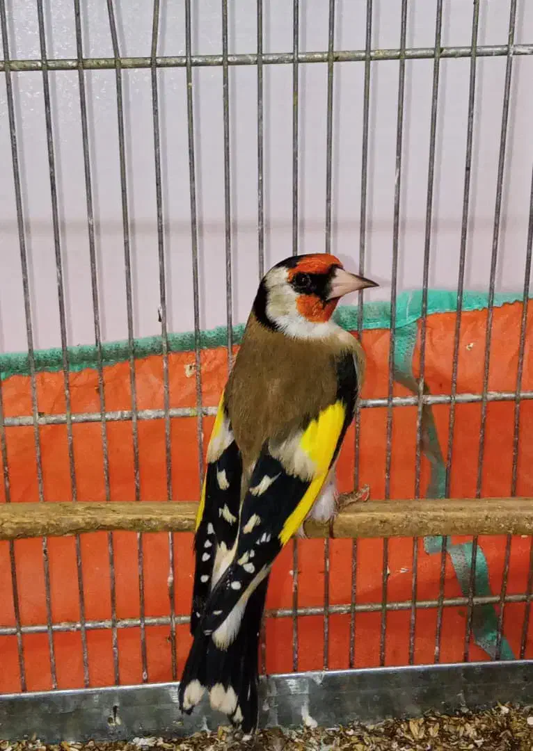 سهره نر قواره دار|پرنده|تهران, مسعودیه|دیوار