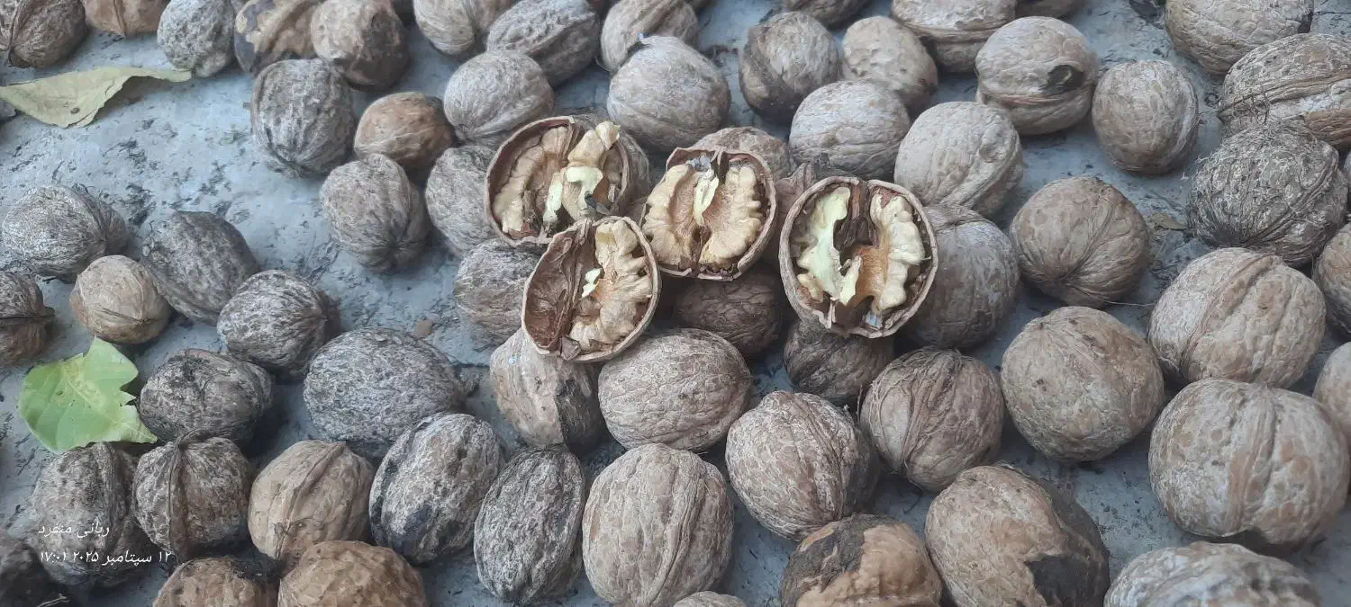 فروش گردو به صورت عمده نزدیک به 250 کیلو|عمده‌فروشی|پاتاوه, |دیوار