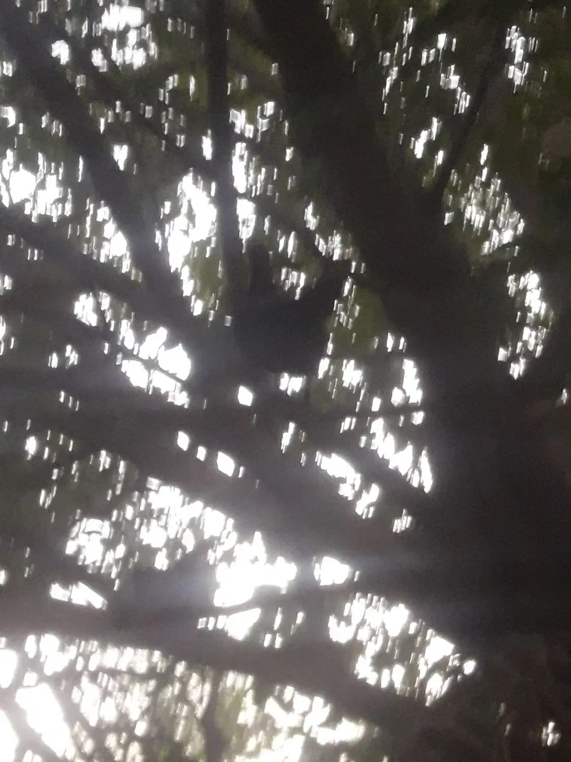 تخمرغ عشایری|حیوانات مزرعه|اصفهان, مفتح|دیوار