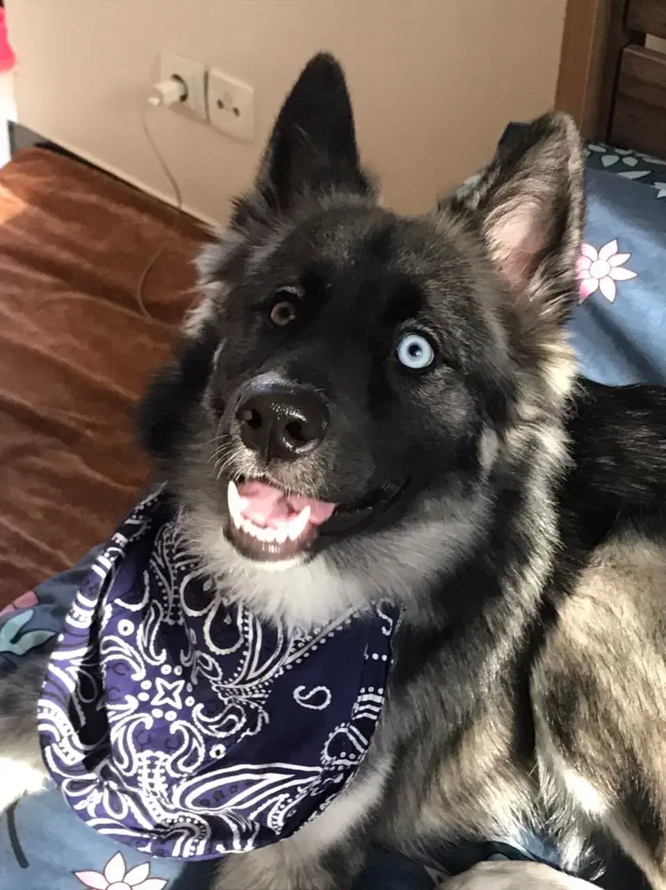 گمشده|حیوانات|کرج, فاز ۴ مهرشهر|دیوار