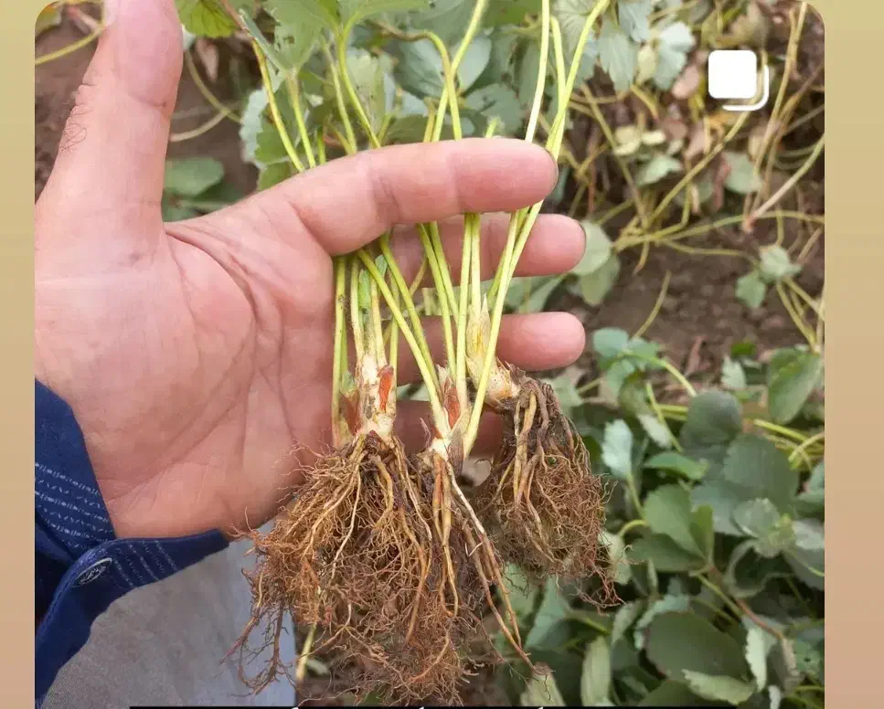 نشا توت|گل و گیاه طبیعی|بندر انزلی, خوش پیک|دیوار