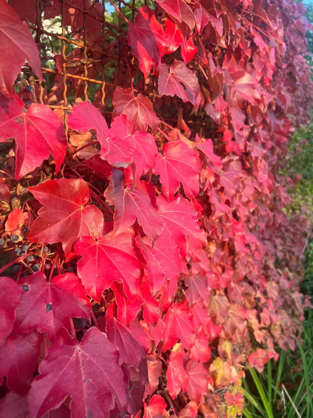 کاردرمنزل|استخدام سرایداری و نظافت|نوشهر, |دیوار