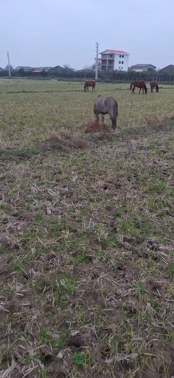 یک راس  قاطر|حیوانات مزرعه|چوبر, |دیوار