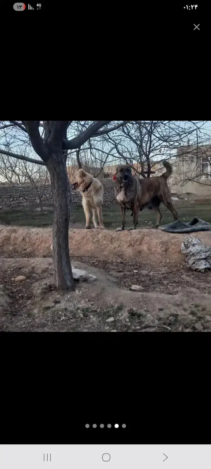 سرابی ماده|سگ|شراء, |دیوار