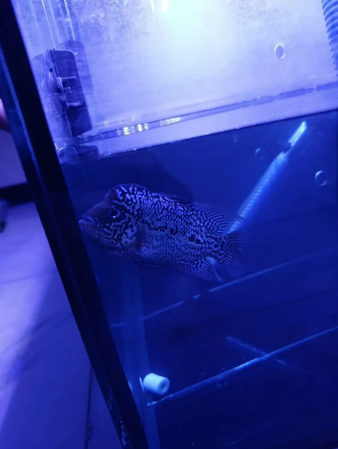 فلاور کینگ کامفا تاپ گرید وارداتی|ماهی|سهند, |دیوار