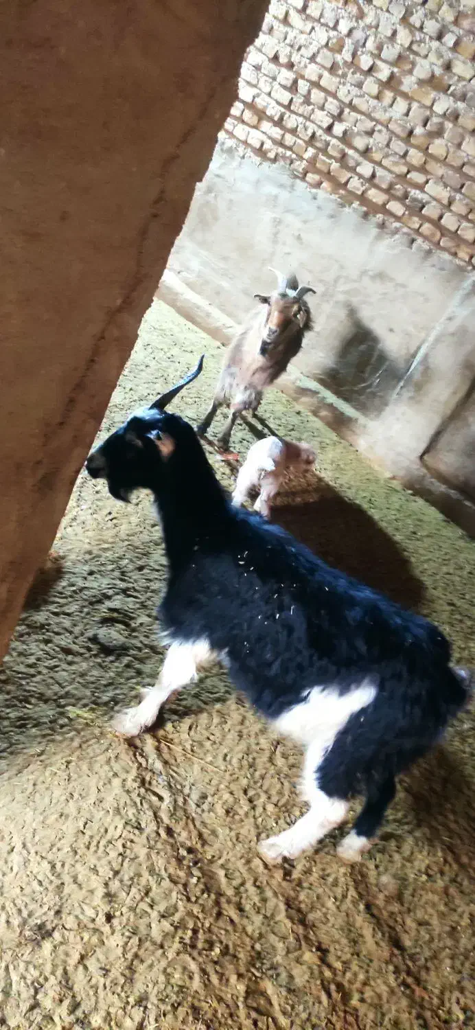 بز. گوسفند|حیوانات مزرعه|پاکدشت, پارچین|دیوار