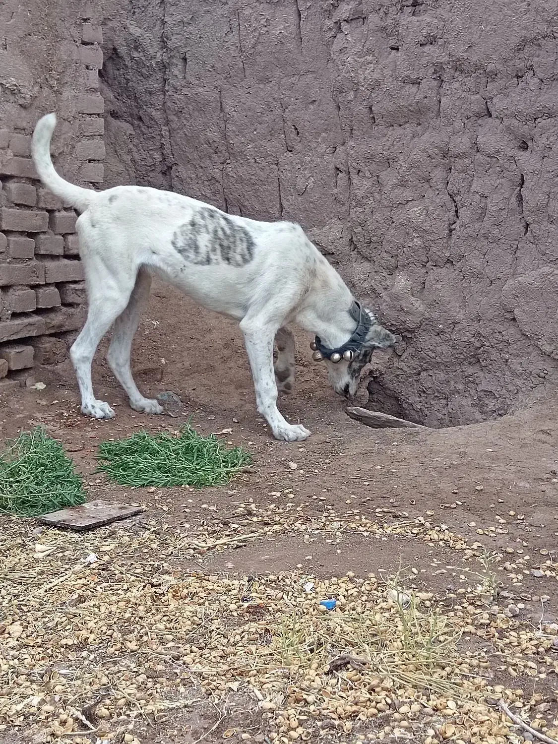 سگ گم شده|حیوانات|سبزوار, قصبه شرقی|دیوار