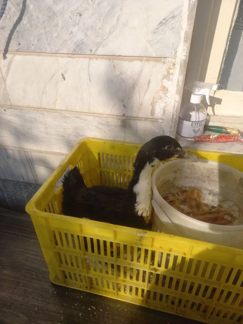 اردک همراه جوجه|پرنده|تهران, بیسیم|دیوار