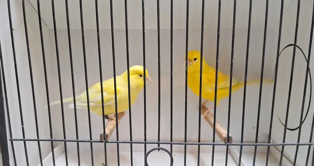 فروش تعدادی قناری رنگی|پرنده|فردیس, نسترن شرقی|دیوار