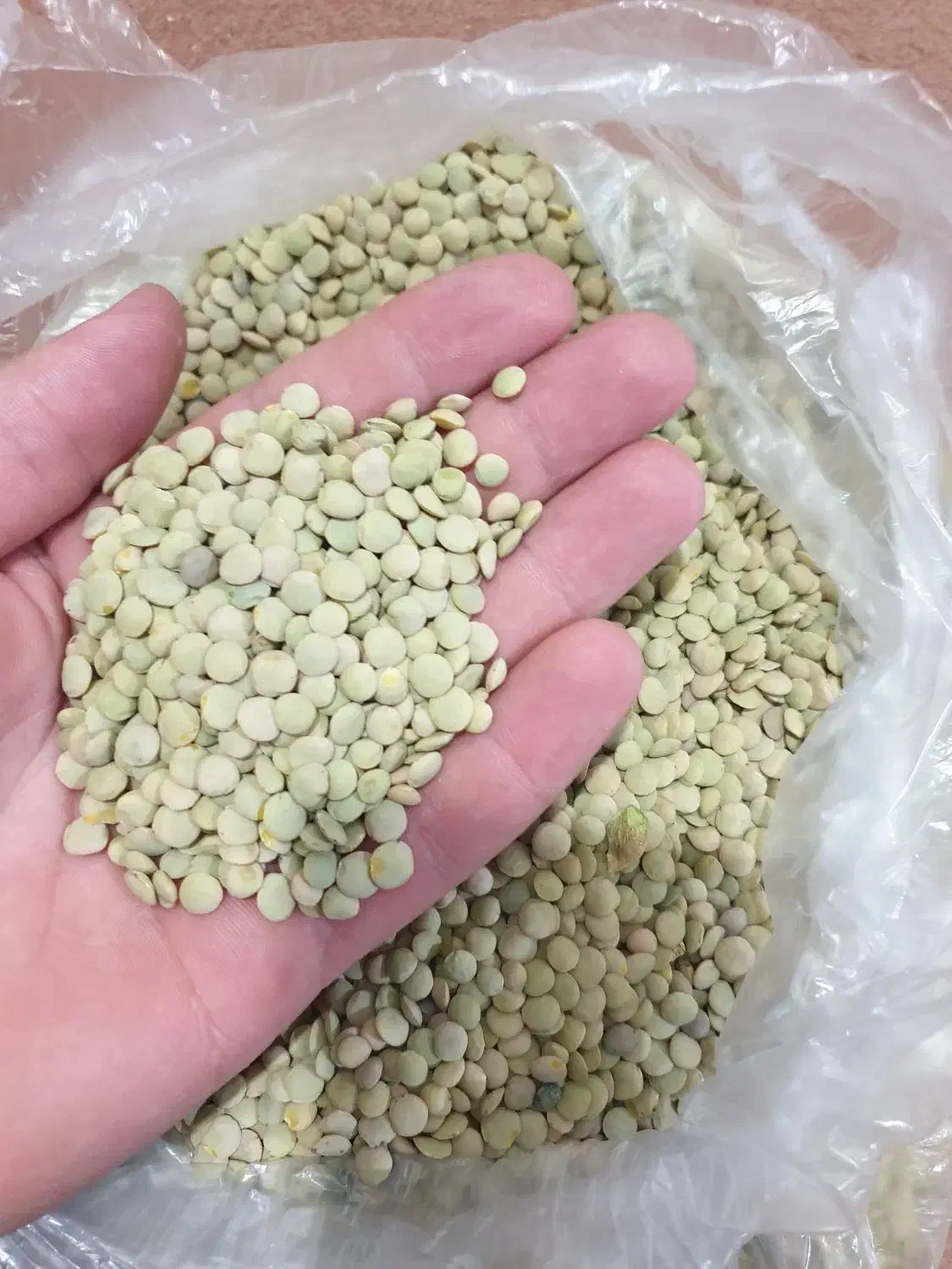 عدس|خوردنی و آشامیدنی|میانه, |دیوار