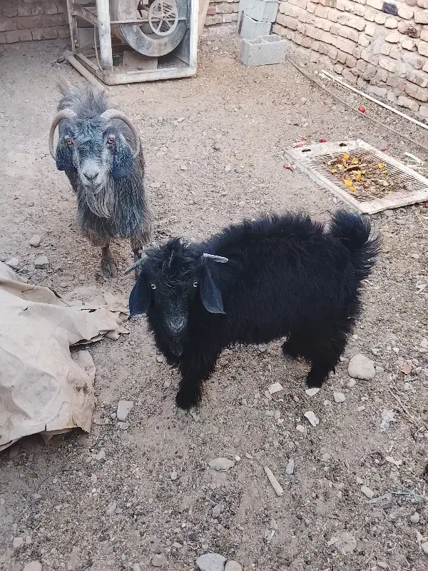 دو عدد گوسفند|حیوانات مزرعه|ایرانشهر, |دیوار