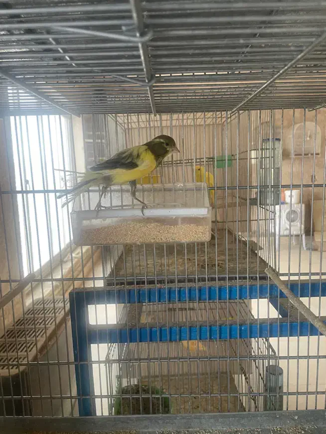 قناری نر|پرنده|تفت, |دیوار