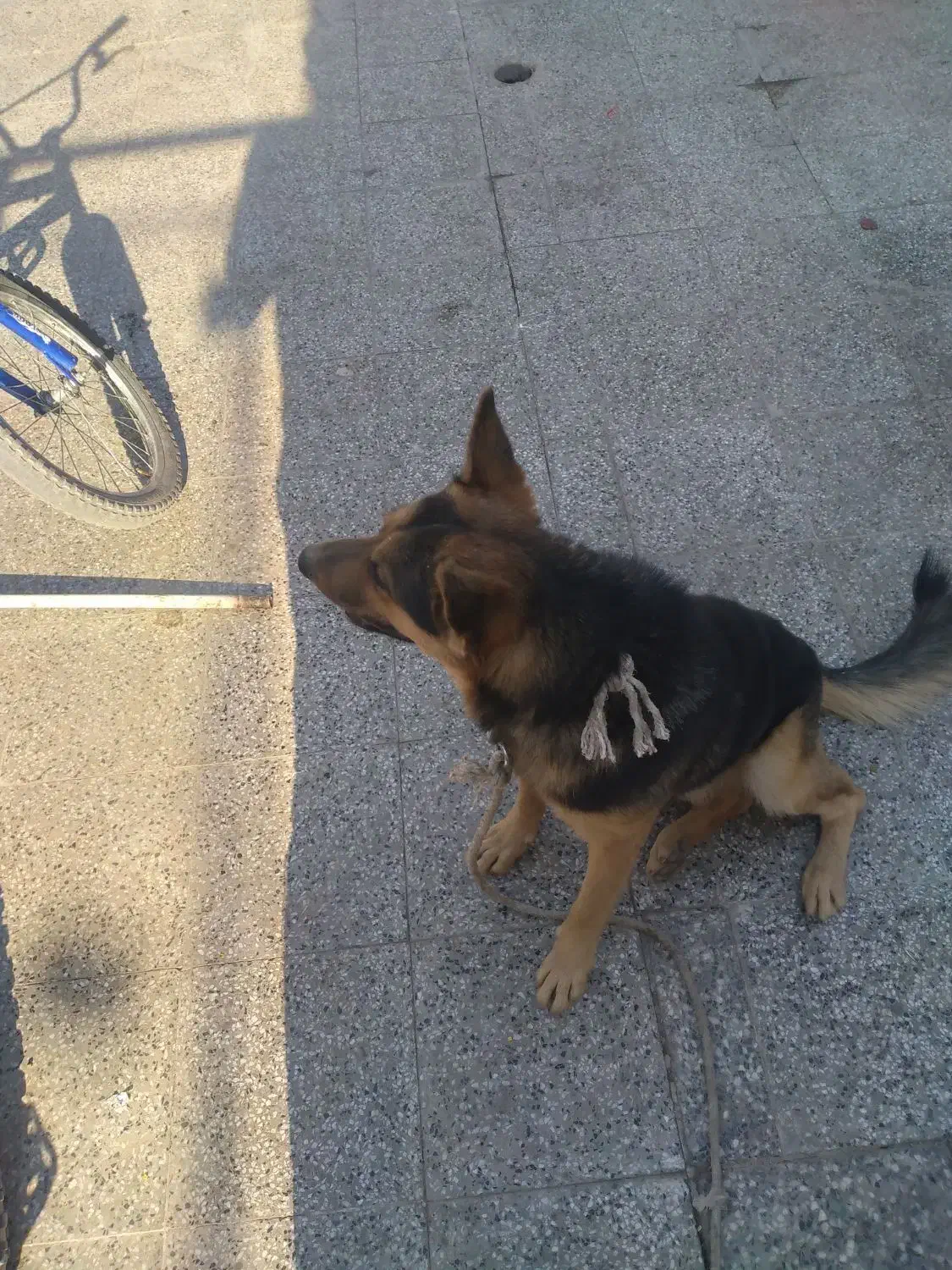 سگ ژرمن|سگ|زرند, |دیوار