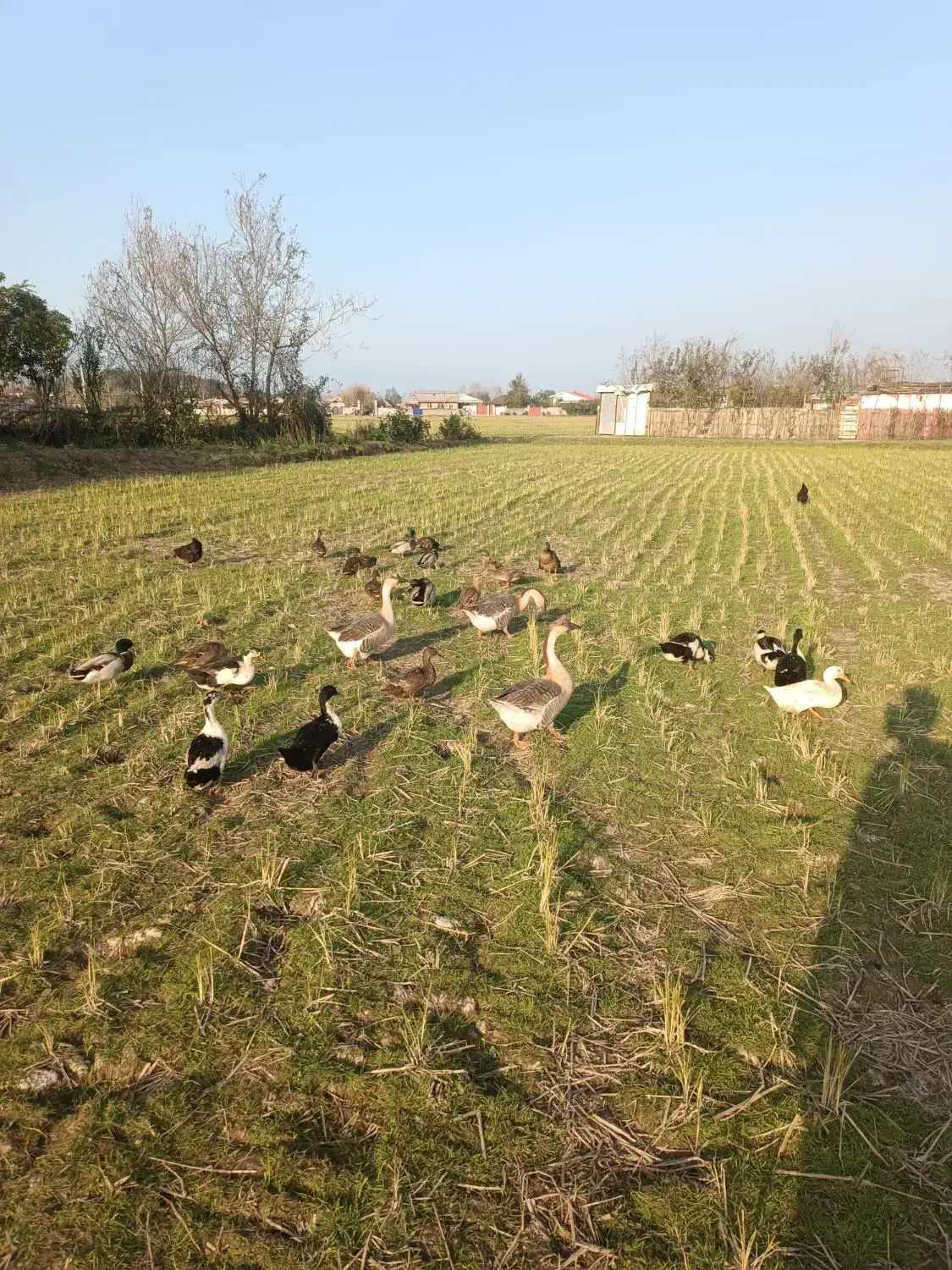 قو غاز|حیوانات مزرعه|رشت, هلال احمر|دیوار