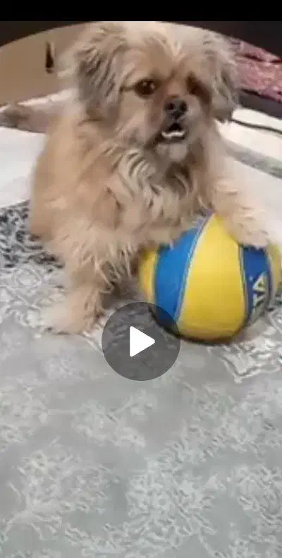 گمشده|حیوانات|بومهن, |دیوار