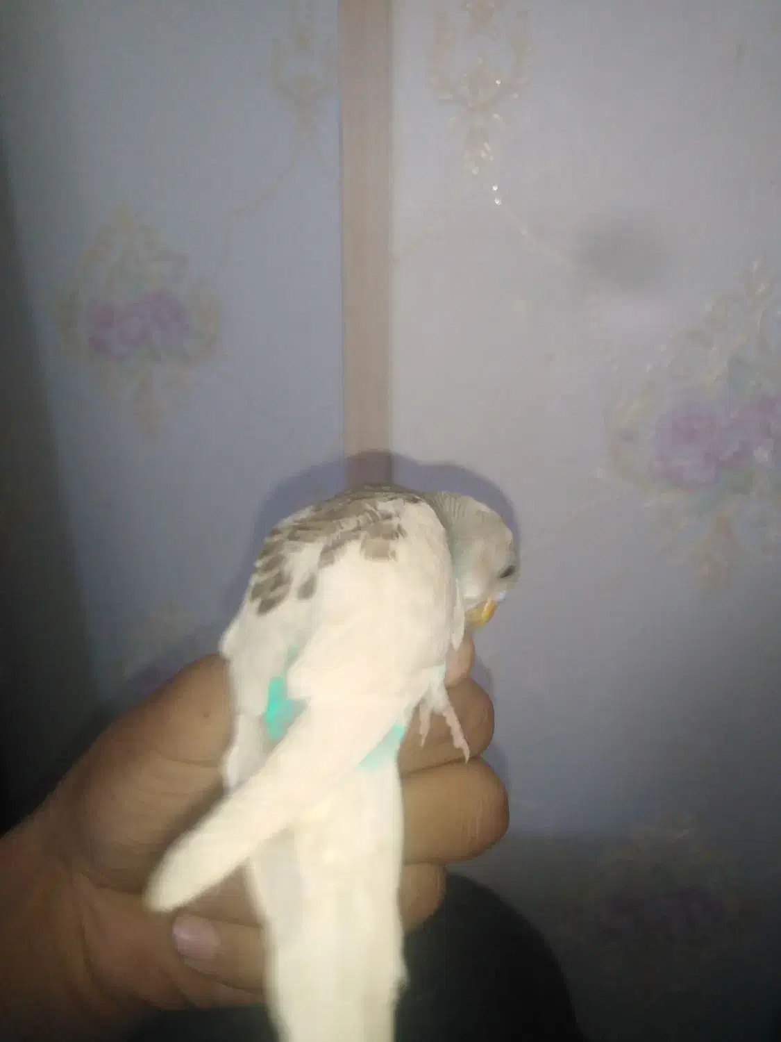 پرنده مرغ عشق|پرنده|گلبهار, شهر جدید گلبهار|دیوار