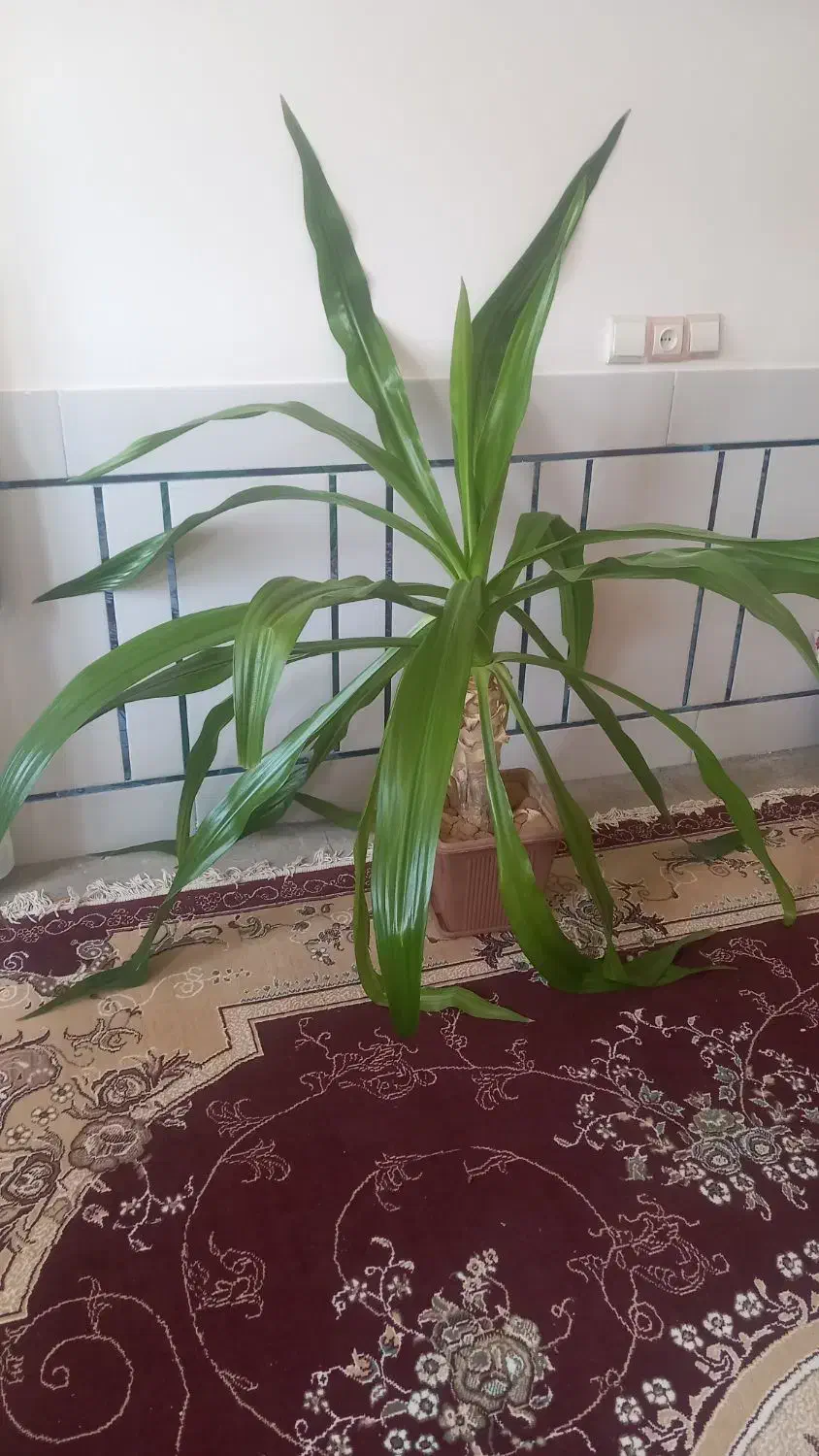 این گلهای سرسبز و قشنگ فروشی هستن|گل و گیاه طبیعی|لردگان, |دیوار