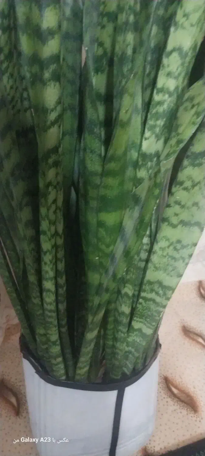 گل سانسوریا|گل و گیاه طبیعی|بجنورد, |دیوار