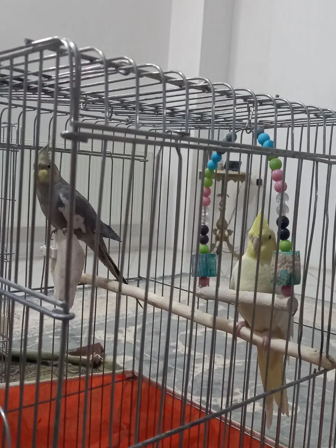 عروس هلندی|پرنده|زنجان, |دیوار